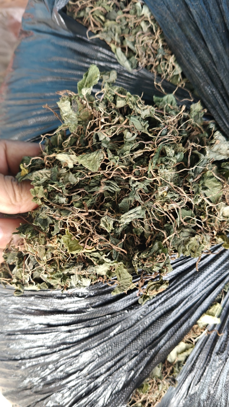 小叶青天葵，鲜货，干货都有