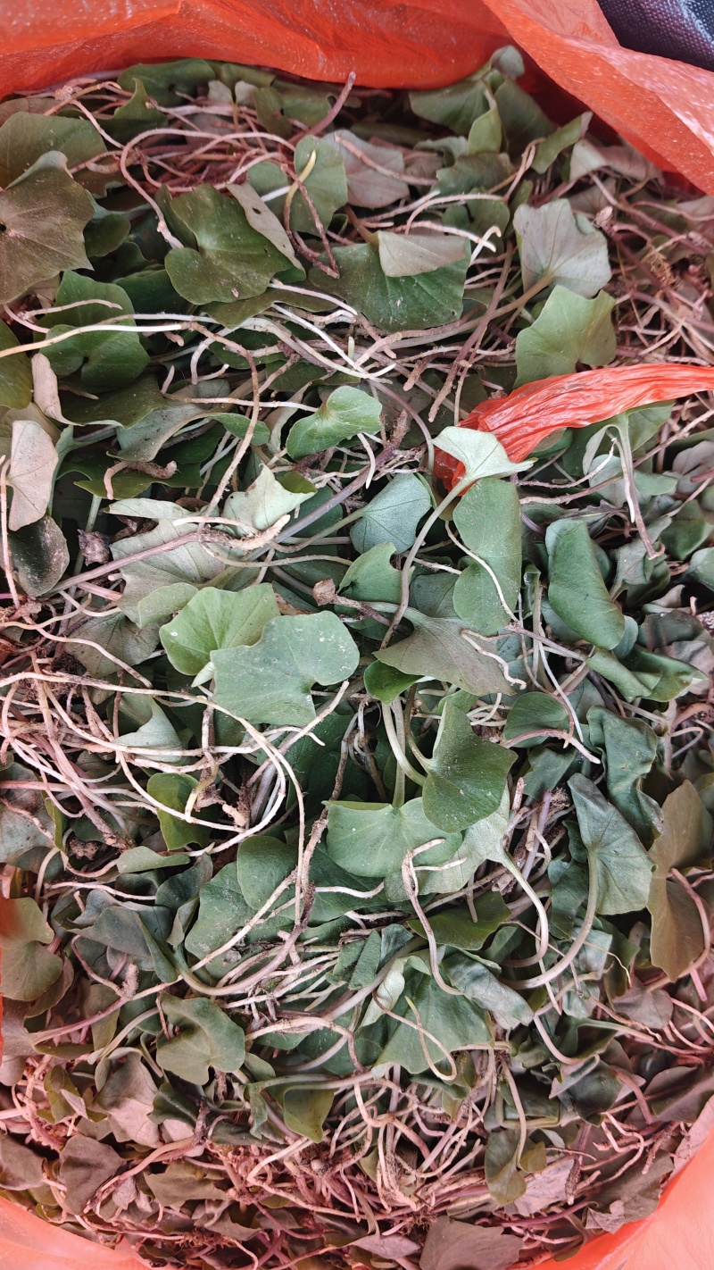 小叶青天葵，鲜货，干货都有