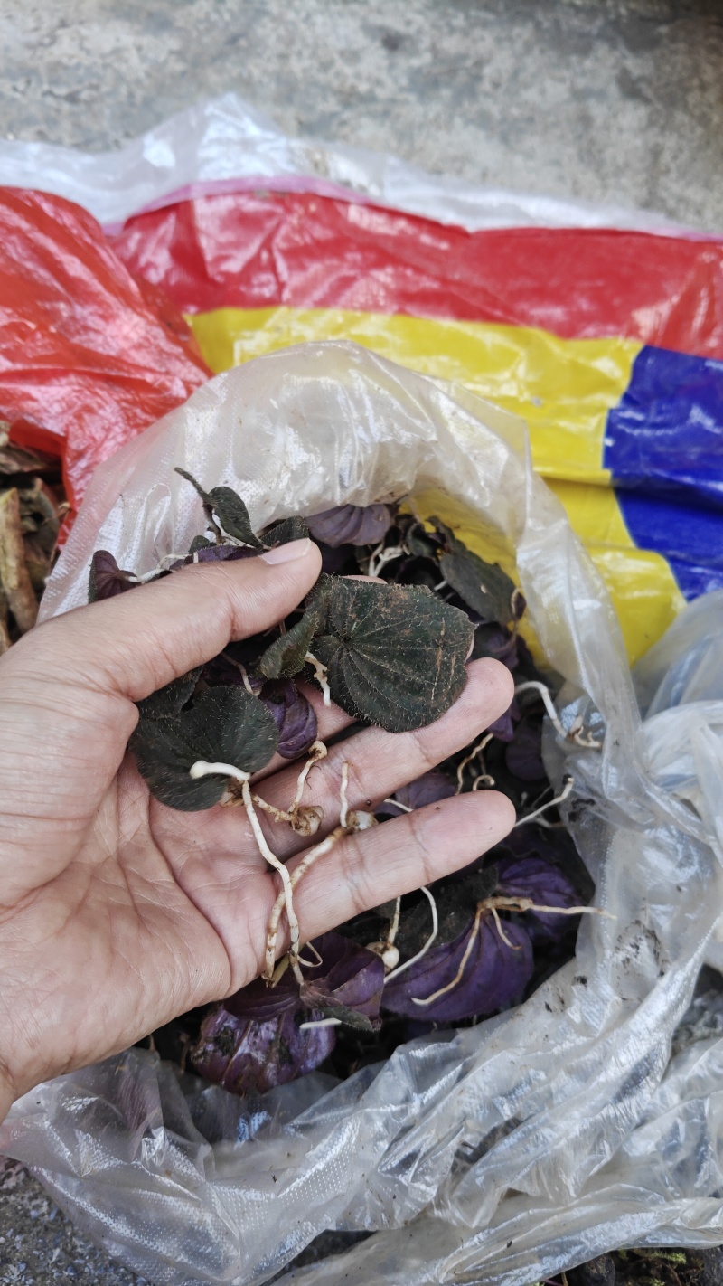 小叶青天葵，鲜货，干货都有