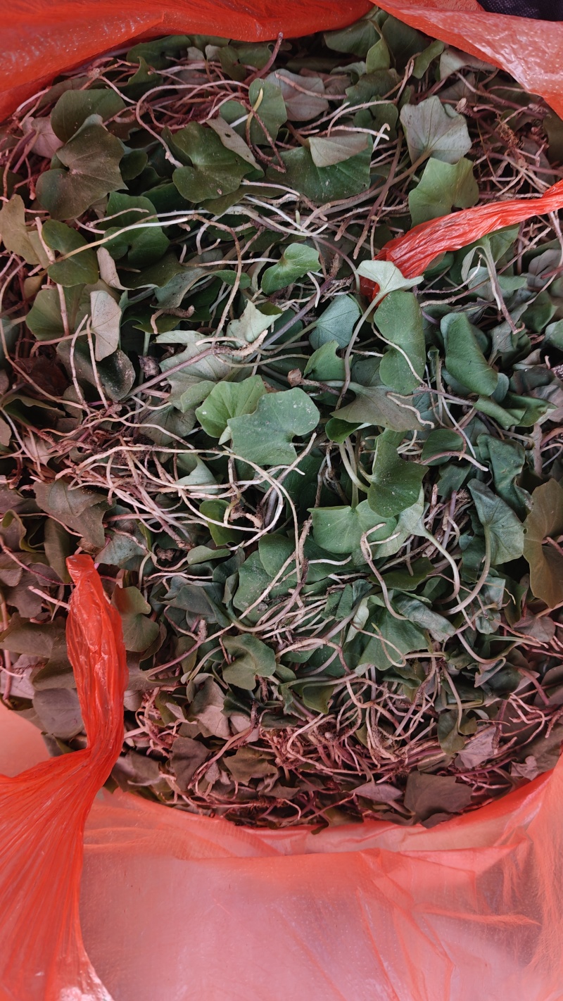 小叶青天葵，鲜货，干货都有