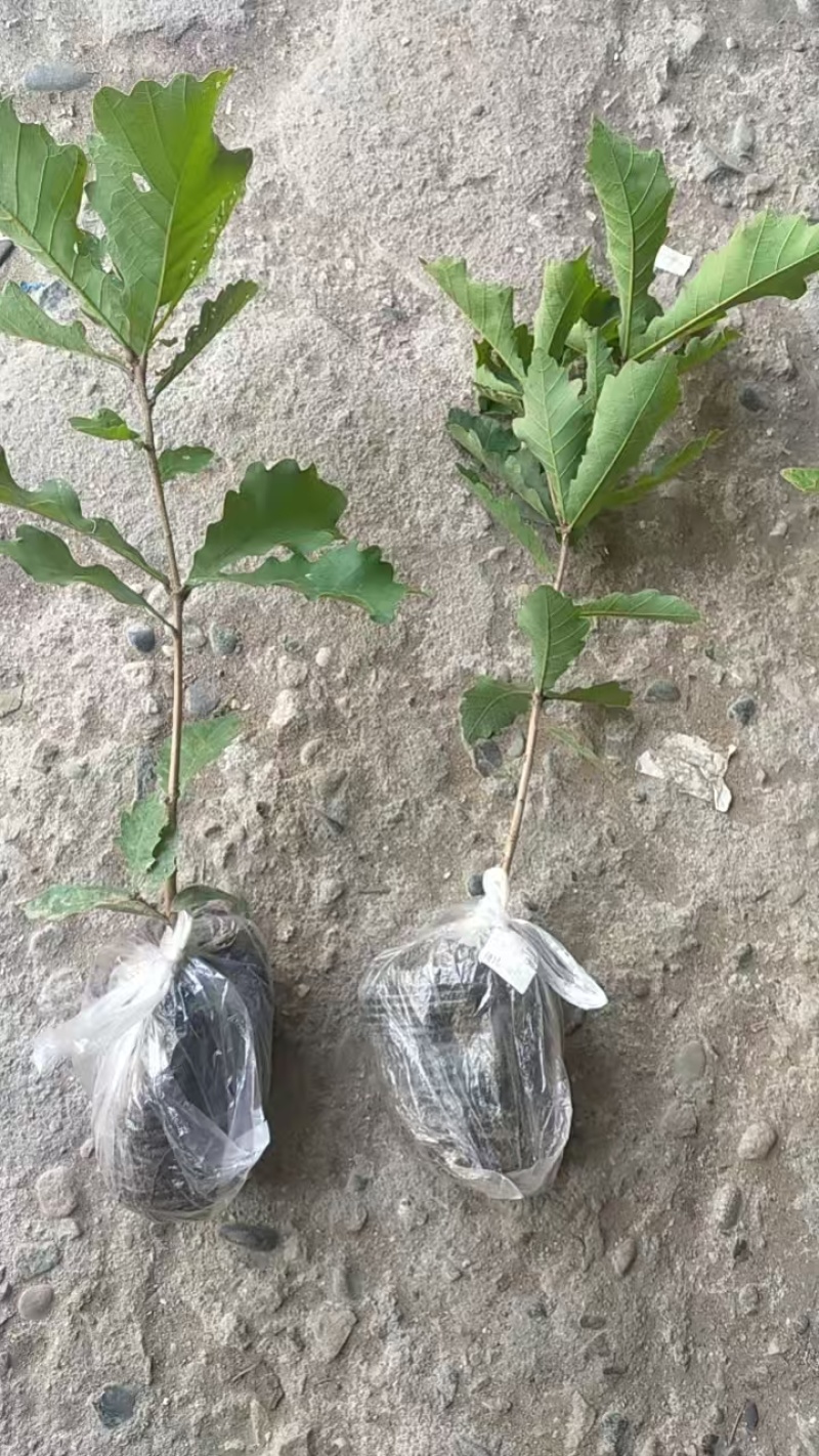槲树苗大叶槲栎粽叶桲椤叶苗河南产地自产自销