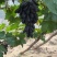 蜜蓝宝石