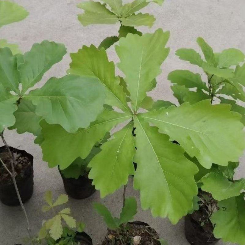 槲树苗大叶槲栎粽叶桲椤叶苗河南产地自产自销