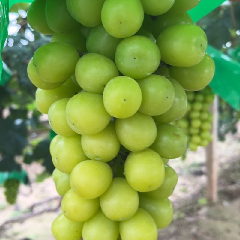 阳光玫瑰