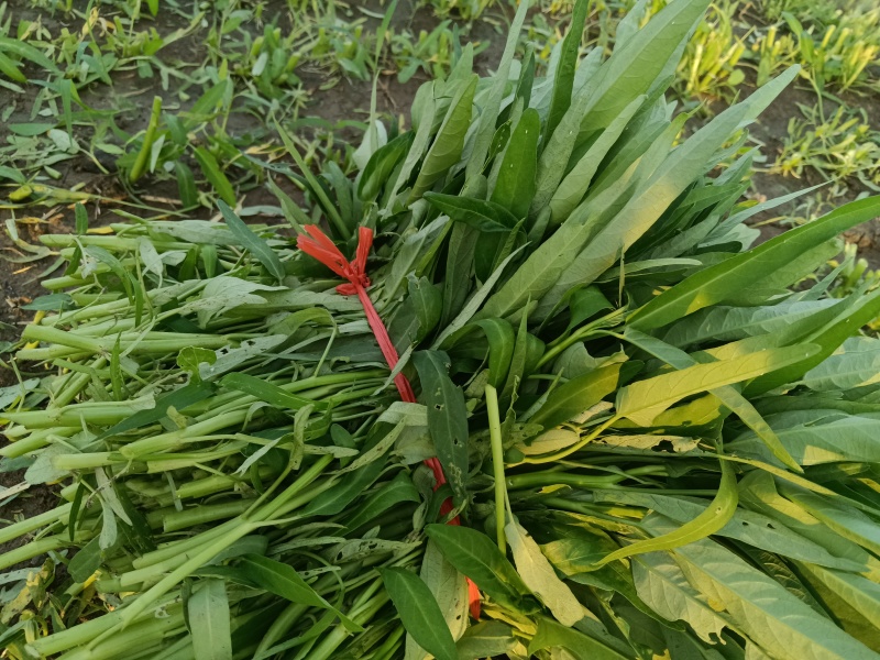 空心菜