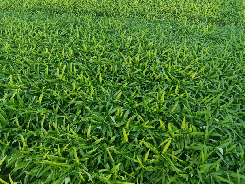 空心菜