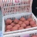 丰水梨大量上市了欢迎各位老板过来收货全国各地代发