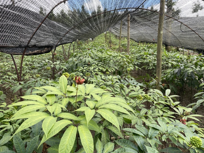 越南黑人参