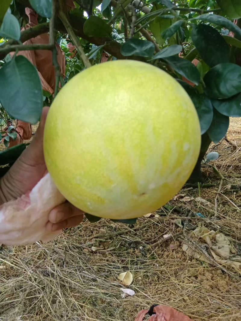 广西精品三红蜜柚，开始大量供应，需要的请联系！