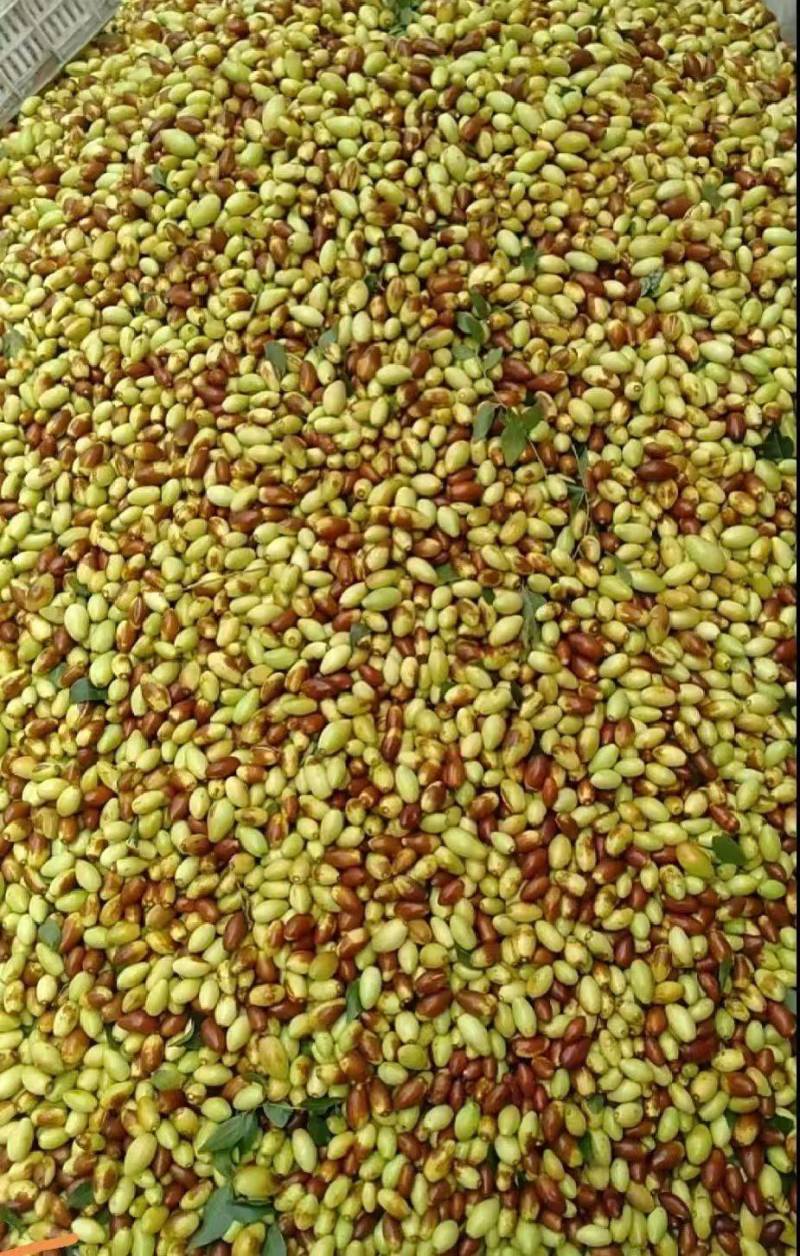 山坡上的马牙枣