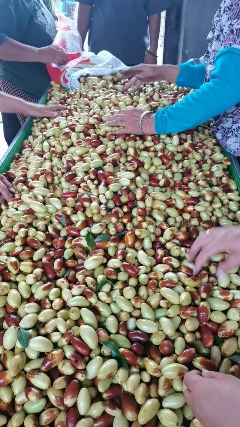 山坡上的马牙枣