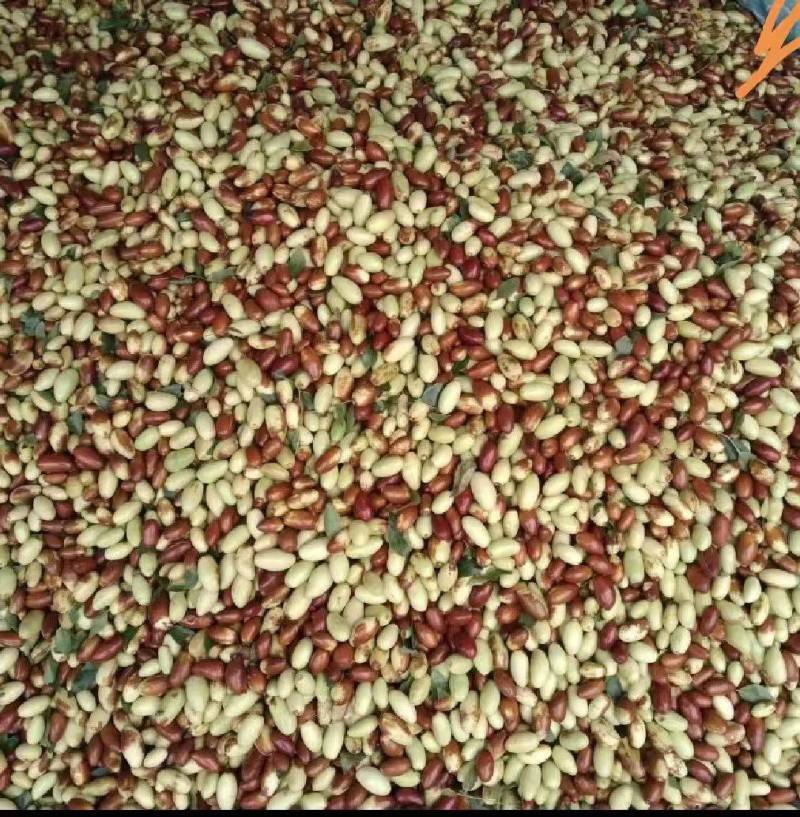 山坡上的马牙枣