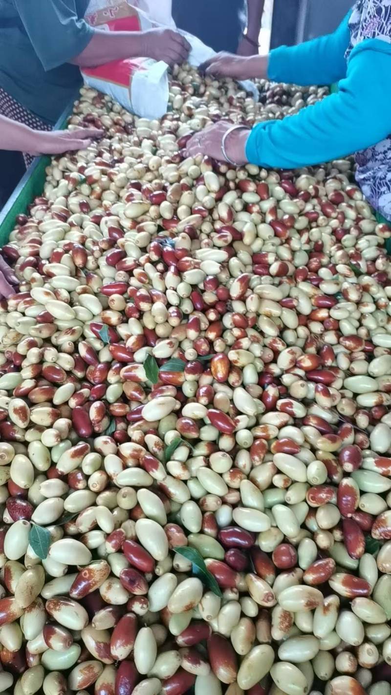 山坡上的马牙枣
