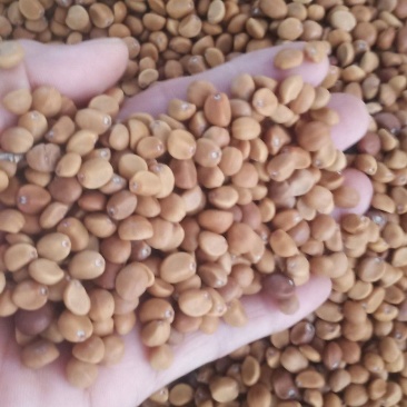 华佗豆丶铁打豆中药批发一手货源量大忧惠
