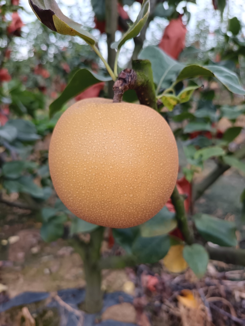 翠冠梨