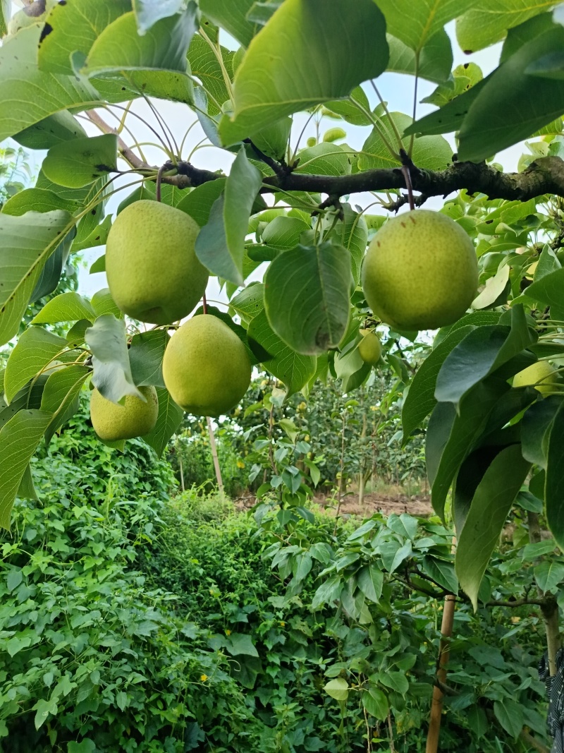翠冠梨