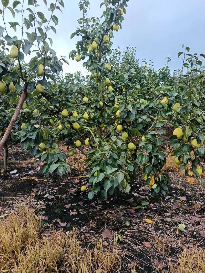 翠冠梨