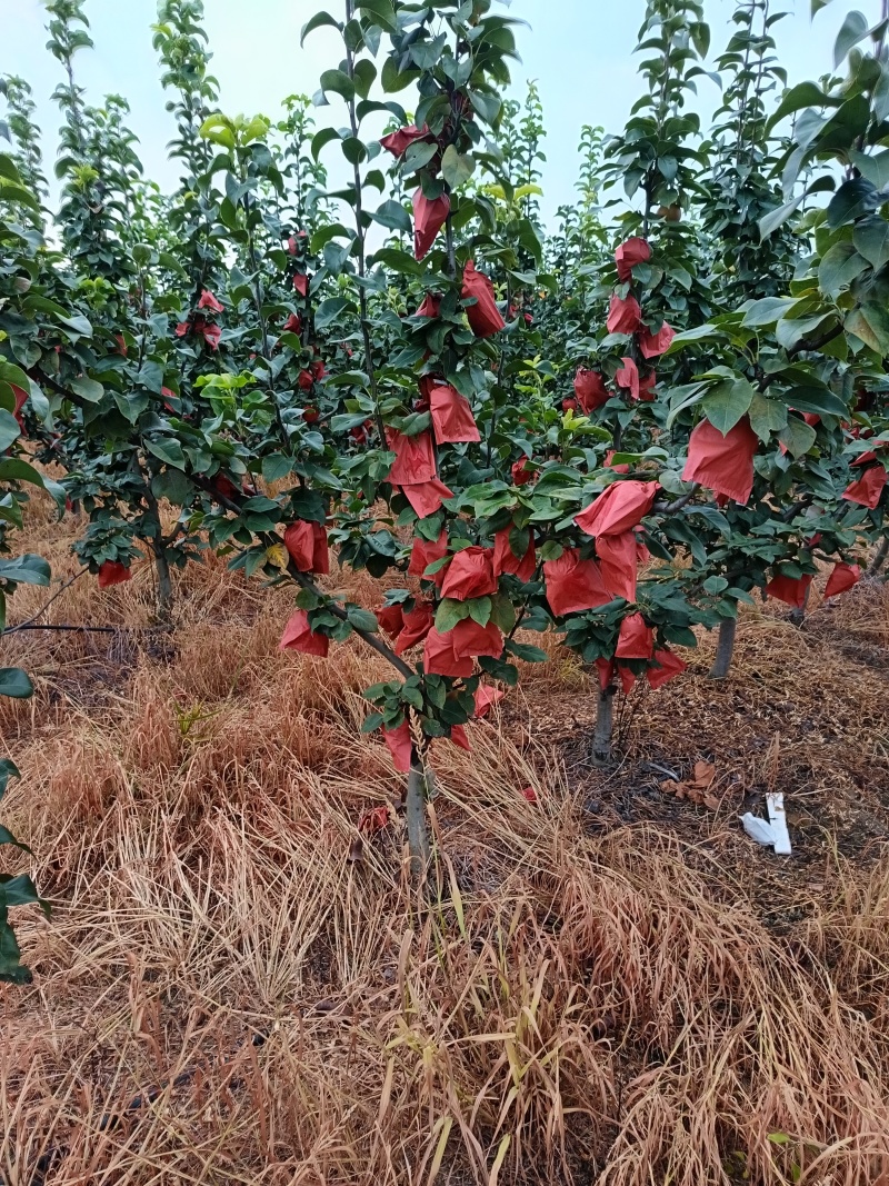 翠冠梨