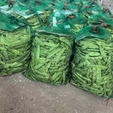 新民紫花油豆，油豆，九月青，一点红各种油豆产地直发