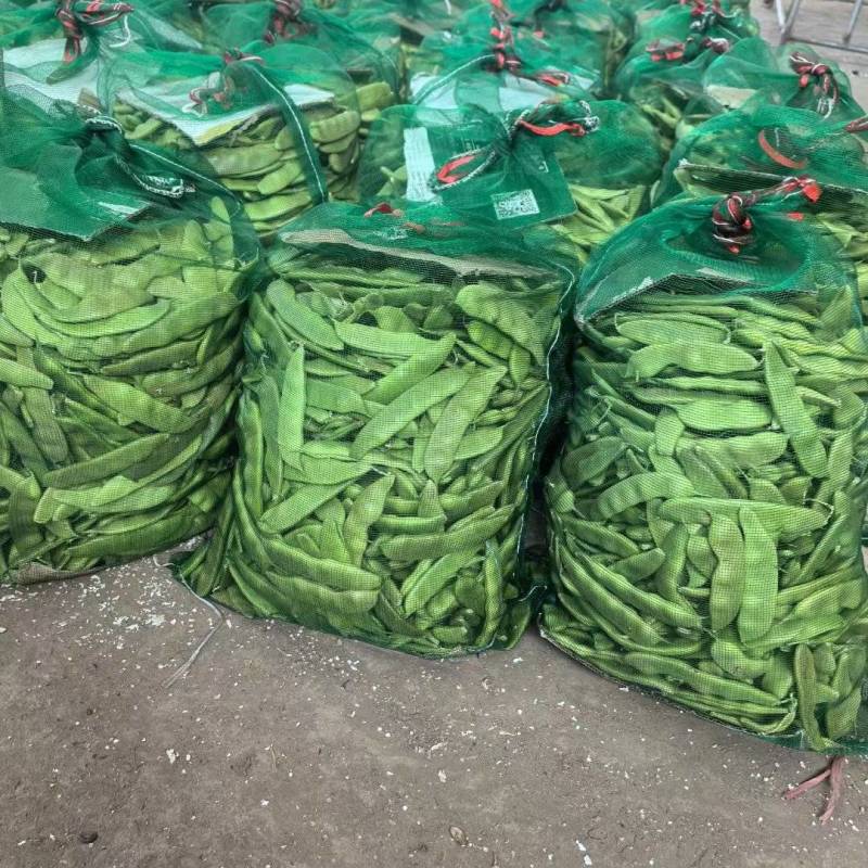 新民紫花油豆，油豆，九月青，一点红各种油豆产地直发