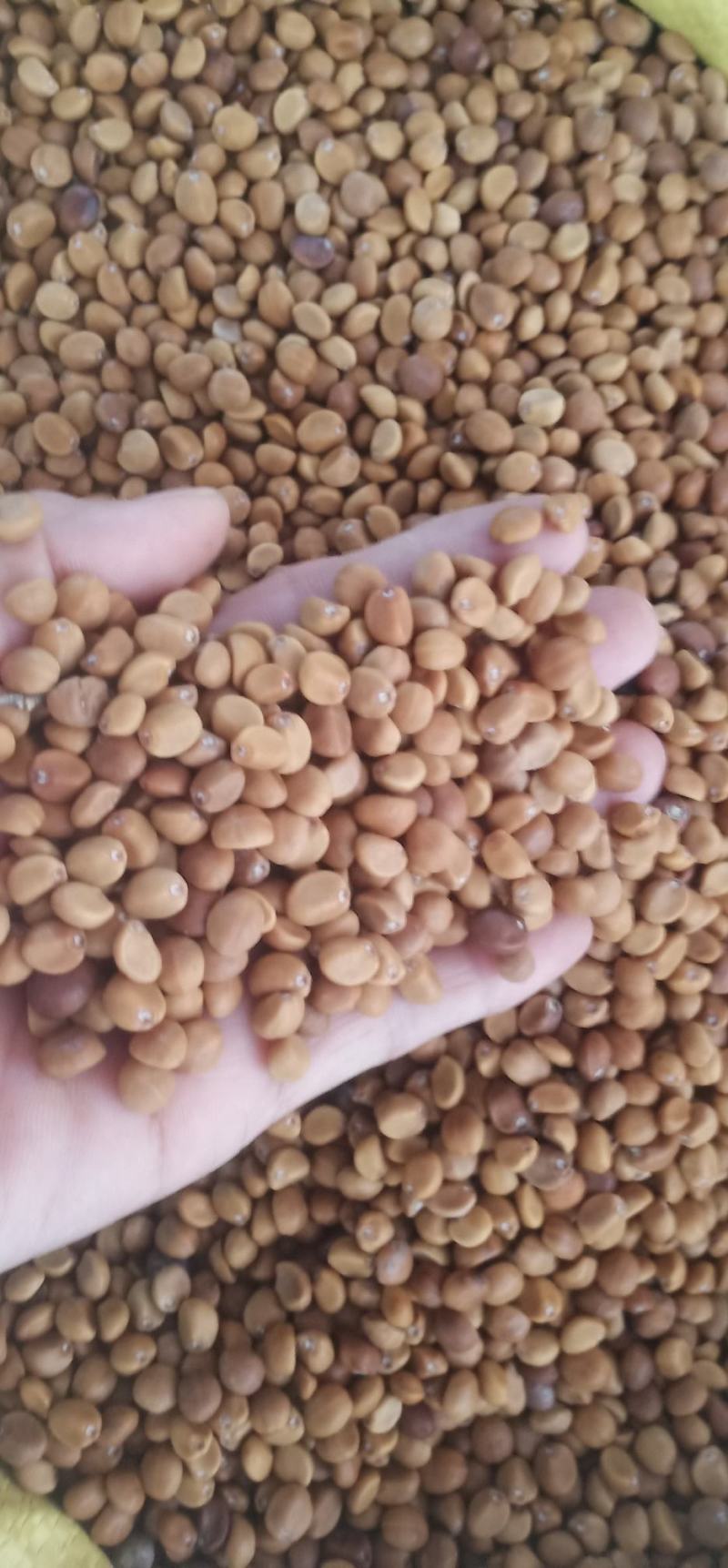 华佗豆丶铁打豆中药批发一手货源量大忧惠