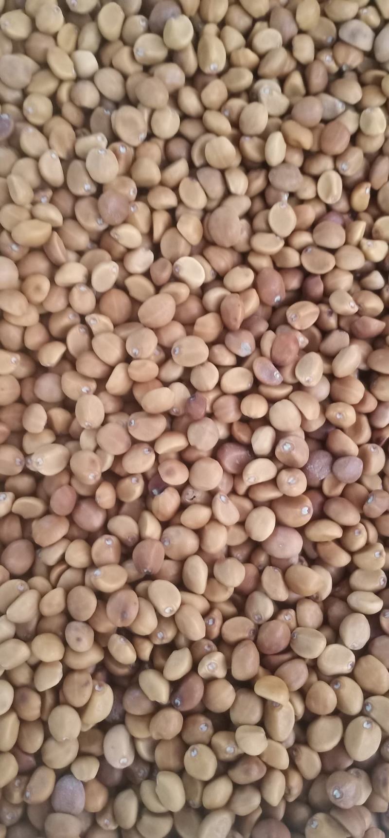 华佗豆丶铁打豆中药批发一手货源量大忧惠