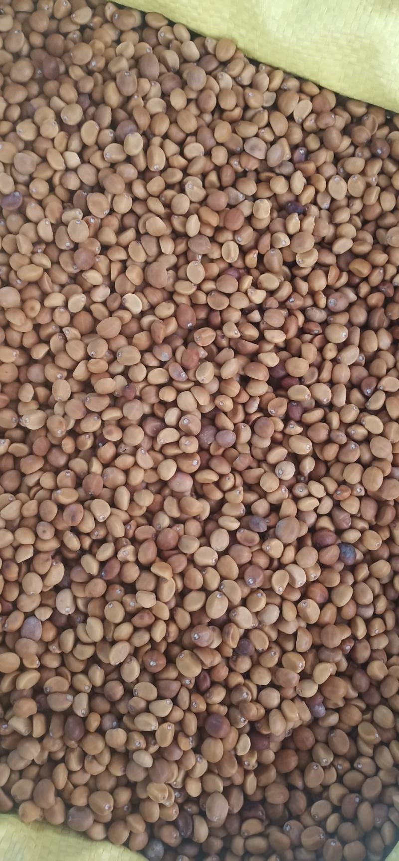 华佗豆丶铁打豆中药批发一手货源量大忧惠