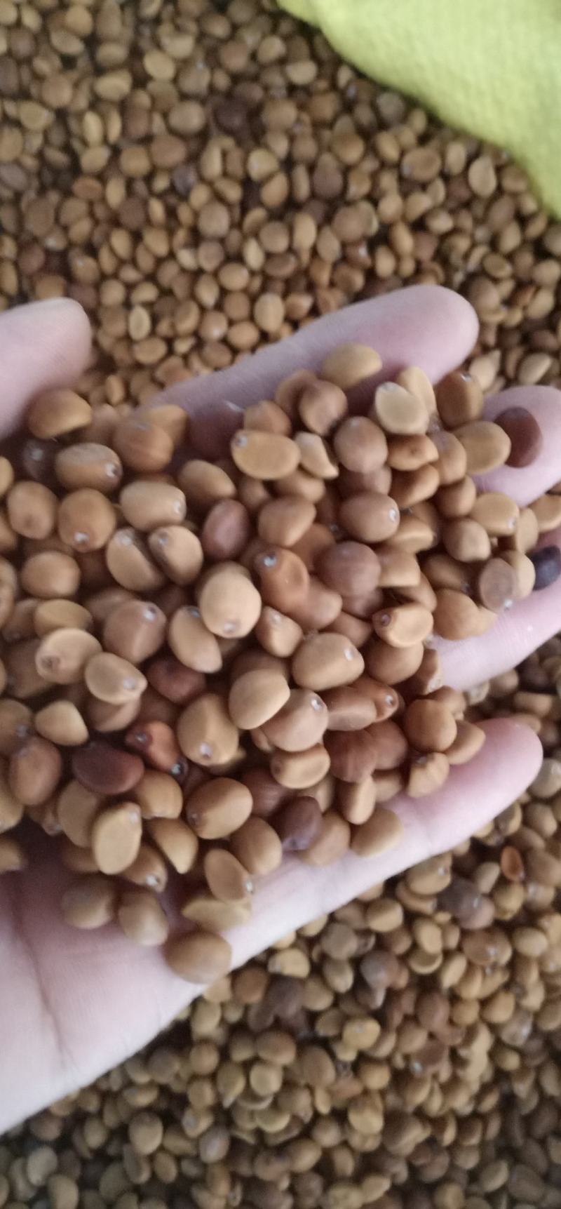 华佗豆丶铁打豆中药批发一手货源量大忧惠