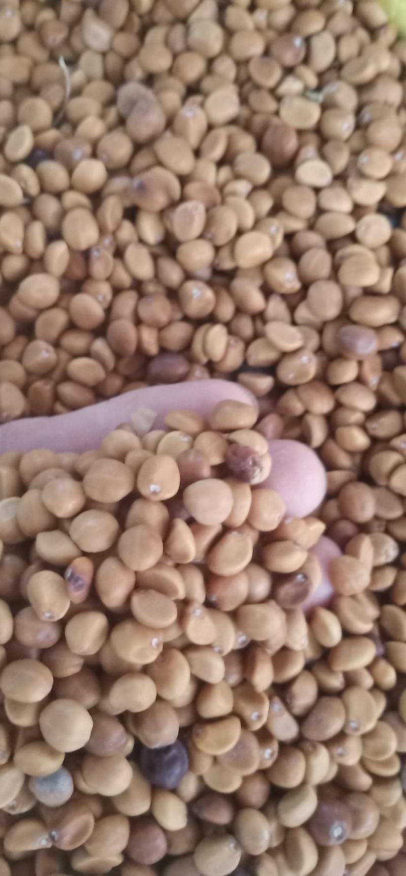 华佗豆丶铁打豆中药批发一手货源量大忧惠