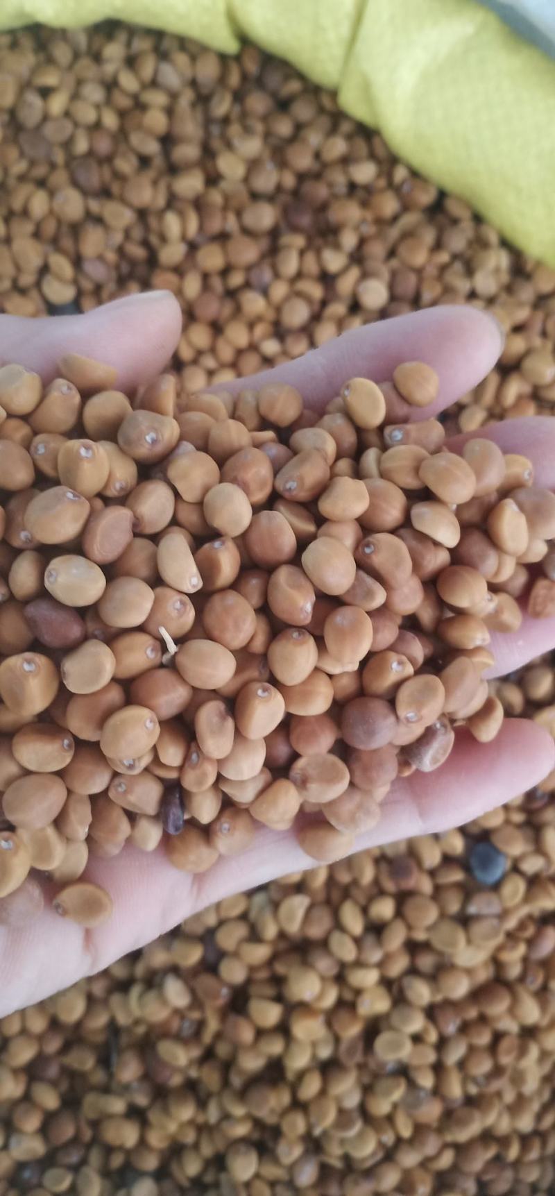 华佗豆丶铁打豆中药批发一手货源量大忧惠