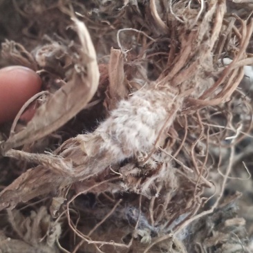 水洗地胆头虫药批发一手货源量大忧惠