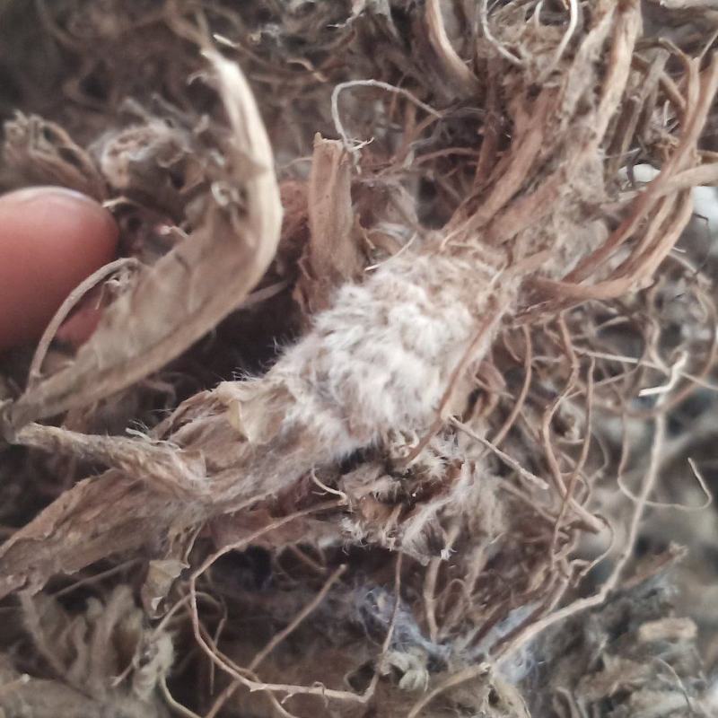 水洗地胆头虫药批发一手货源量大忧惠