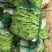 新民紫花油豆，油豆，九月青，一点红各种油豆产地直发