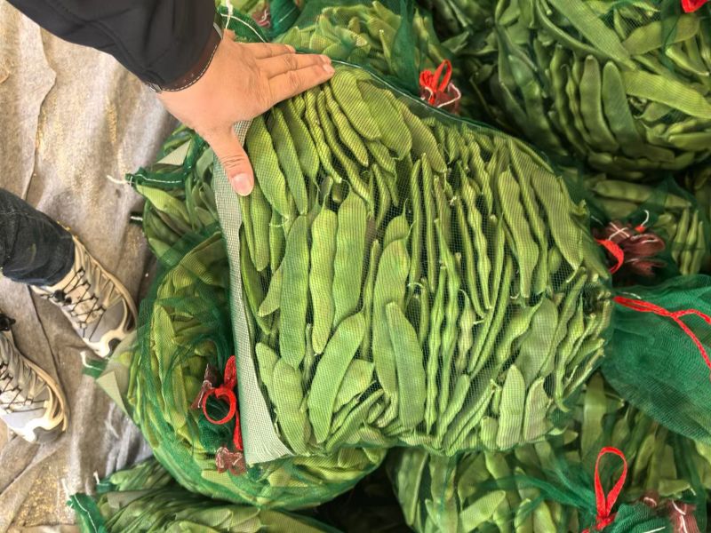 新民紫花油豆，油豆，九月青，一点红各种油豆产地直发