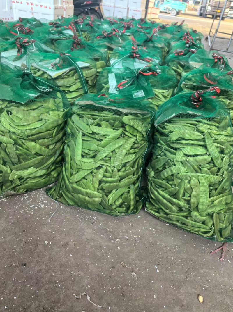 新民紫花油豆，油豆，九月青，一点红各种油豆产地直发