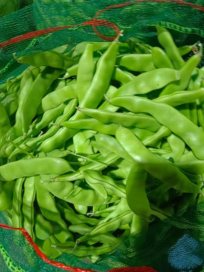 新民紫花油豆，油豆，九月青，一点红各种油豆产地直发