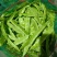 新民紫花油豆，油豆，九月青，一点红各种油豆产地直发