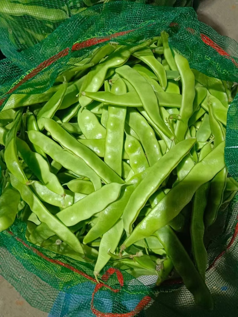 新民紫花油豆，油豆，九月青，一点红各种油豆产地直发