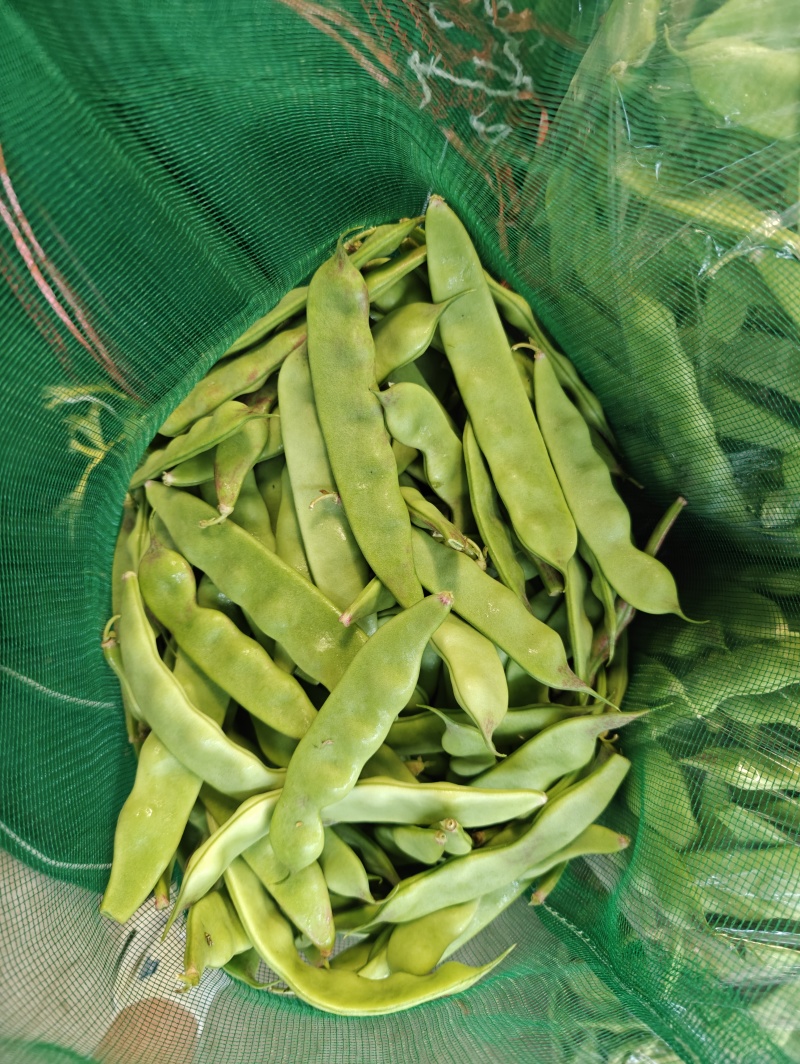 新民紫花油豆，油豆，九月青，一点红各种油豆产地直发