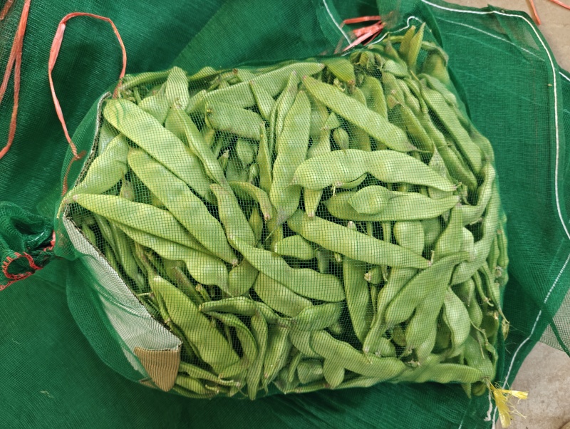 新民紫花油豆，油豆，九月青，一点红各种油豆产地直发