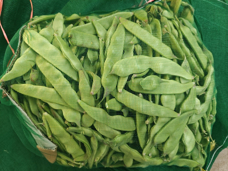 新民紫花油豆，油豆，九月青，一点红各种油豆产地直发