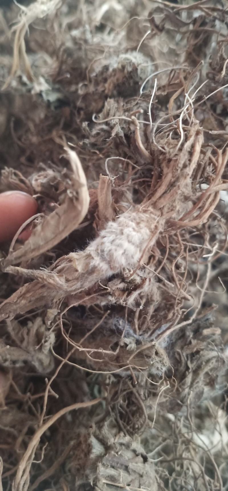 水洗地胆头虫药批发一手货源量大忧惠