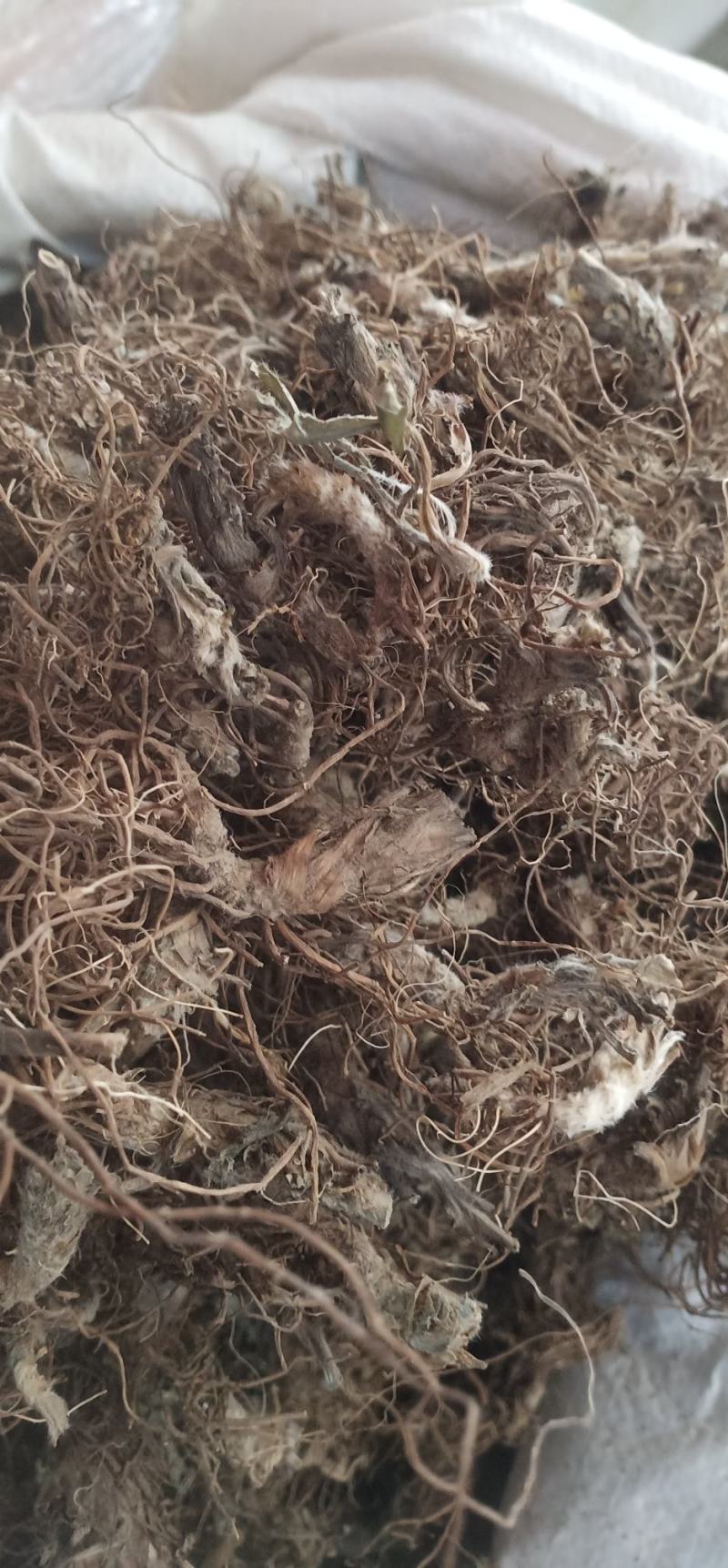 水洗地胆头虫药批发一手货源量大忧惠