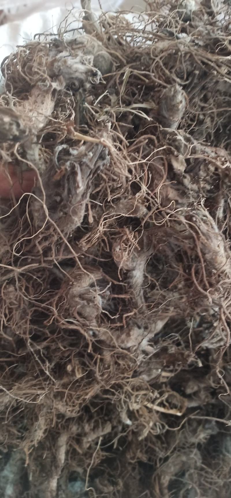 水洗地胆头虫药批发一手货源量大忧惠