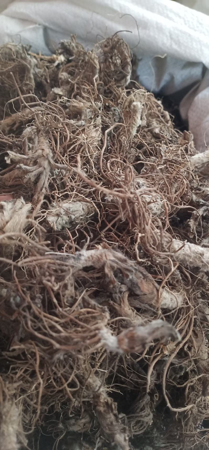 水洗地胆头虫药批发一手货源量大忧惠