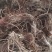 水洗地胆头虫药批发一手货源量大忧惠