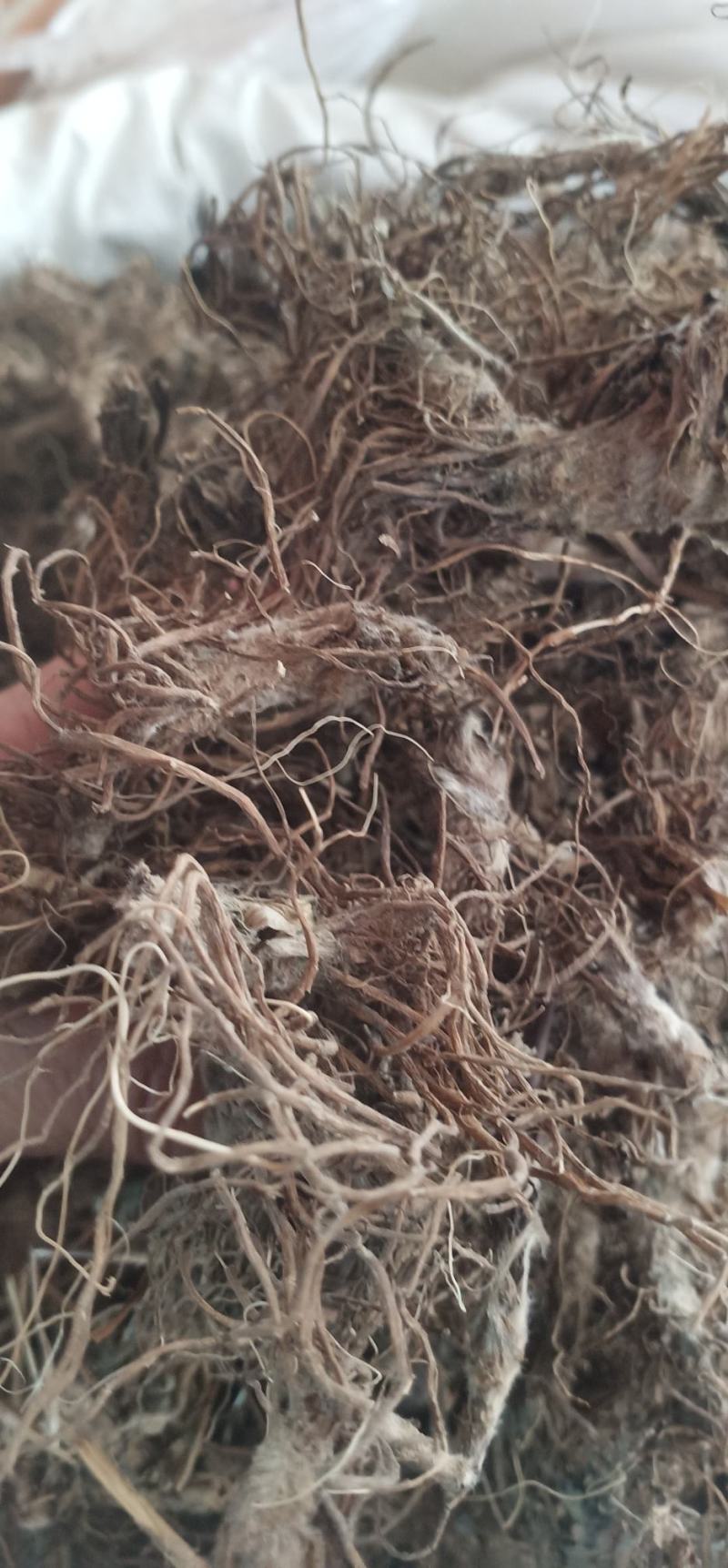 水洗地胆头虫药批发一手货源量大忧惠
