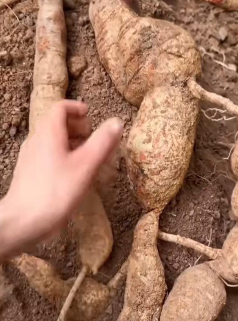 牛大力