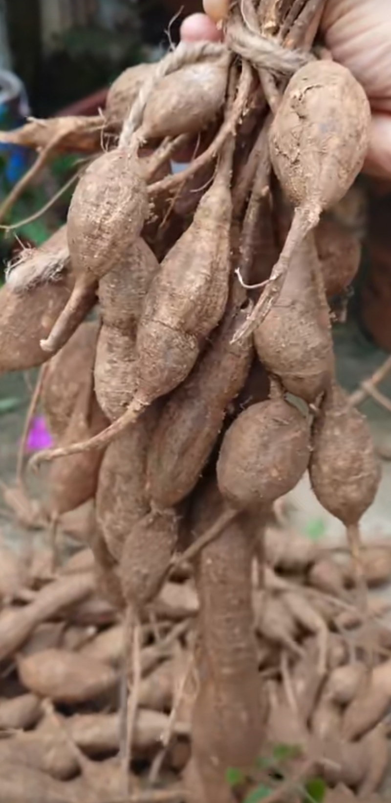 牛大力