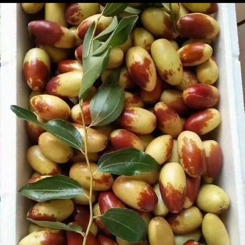 山坡上的马牙枣